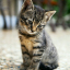 Kind Cat