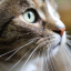 CatLover