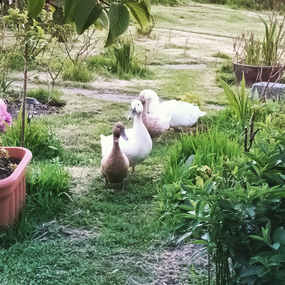 Getting your duckies in a row...