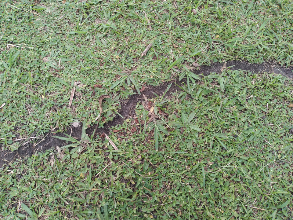 Leafcutter ant trail 