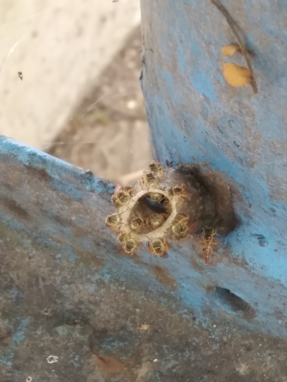Stingless bees 