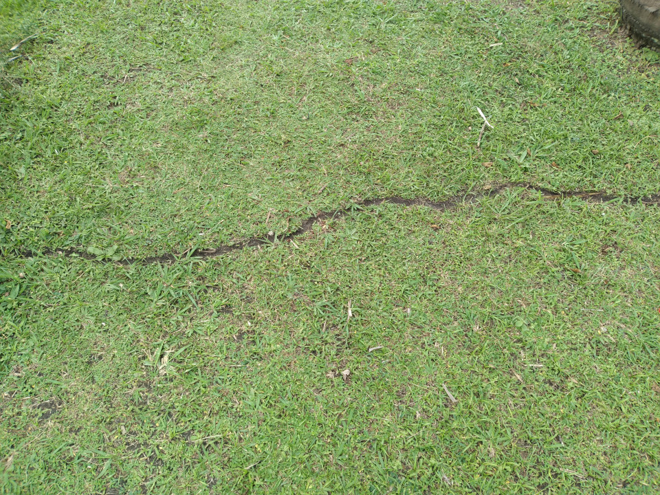 Leafcutter ant trail 