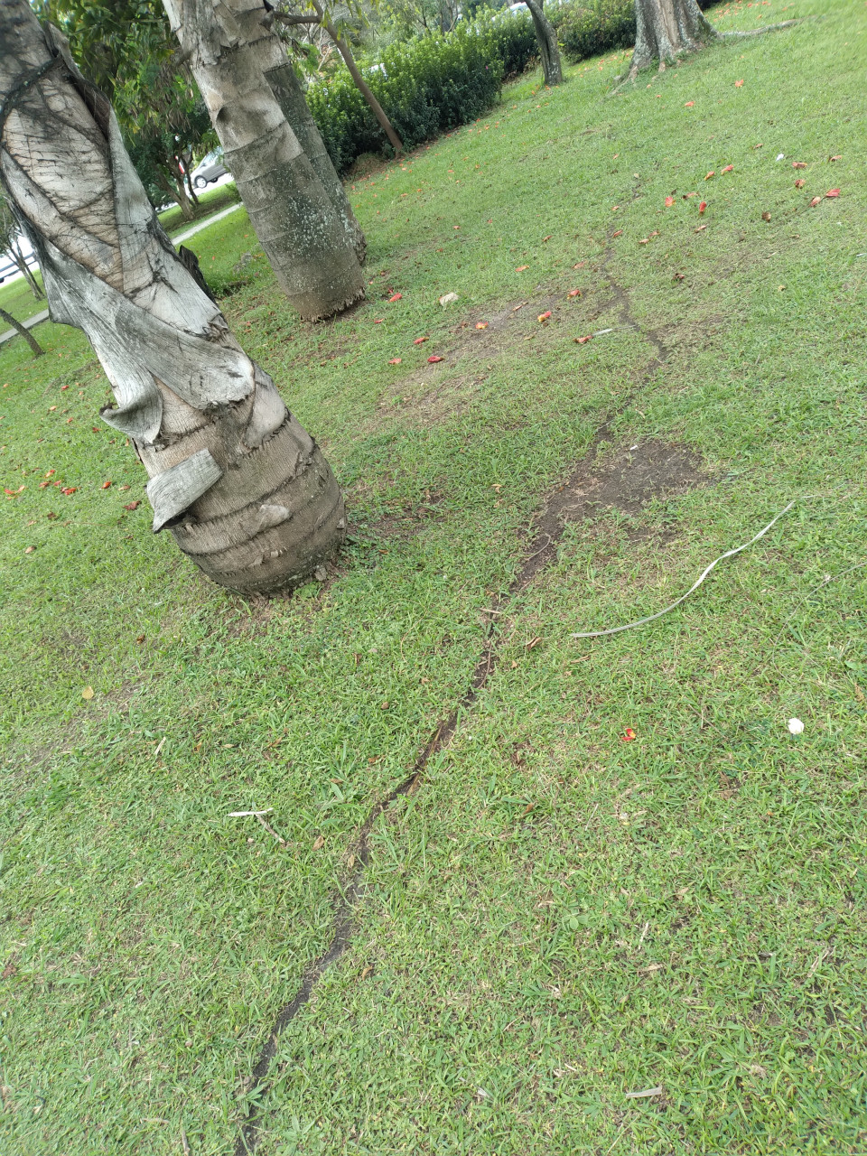 Leafcutter ant trail 