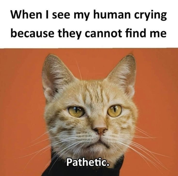 My cats 😂