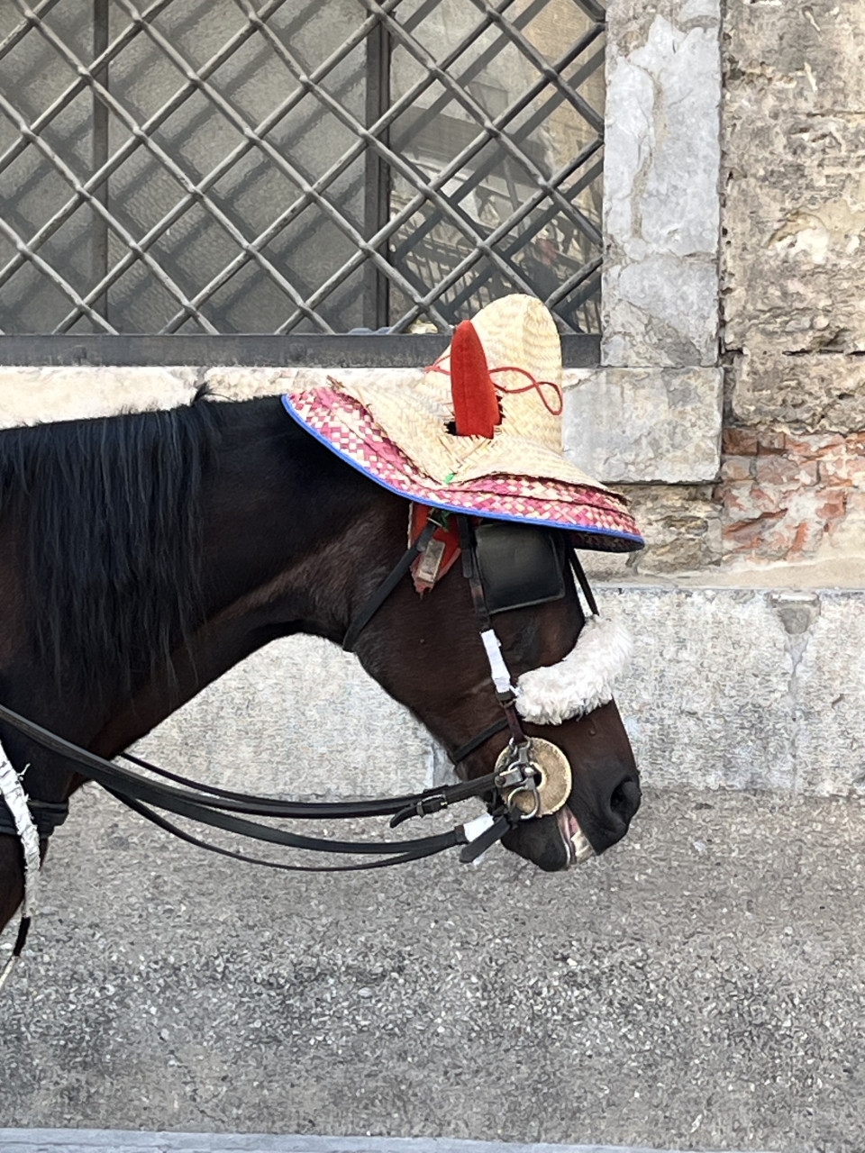 Best thing I’ve seen this week, horse with hat