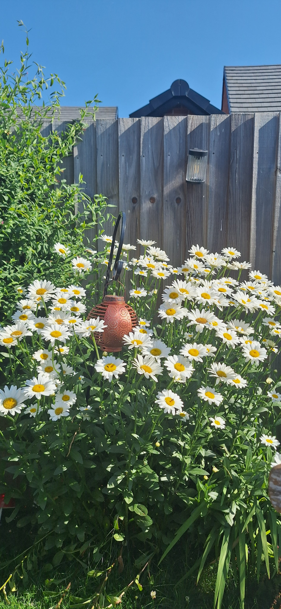 Few little flowers in garden. Passion flower on the wheel, budding lovely.  Agapanthus, himilayan honeysuckle,  daisy's.