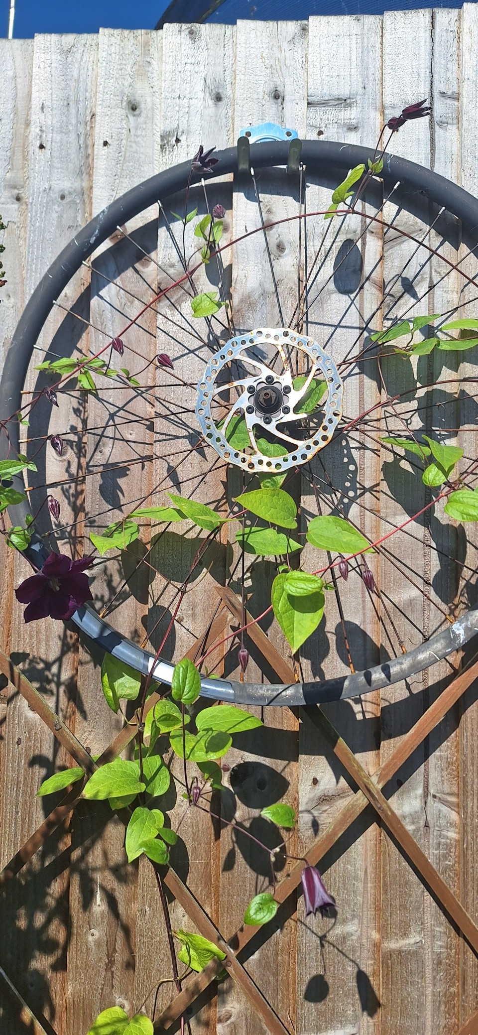Few little flowers in garden. Passion flower on the wheel, budding lovely.  Agapanthus, himilayan honeysuckle,  daisy's.