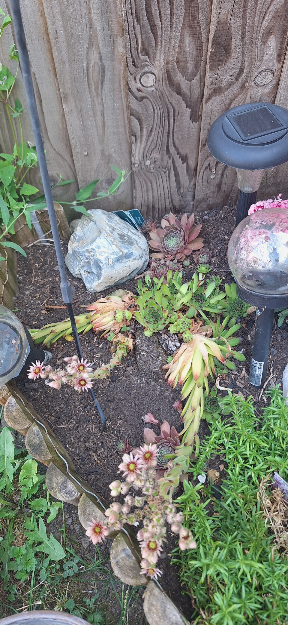 Few little flowers in garden. Passion flower on the wheel, budding lovely.  Agapanthus, himilayan honeysuckle,  daisy's.