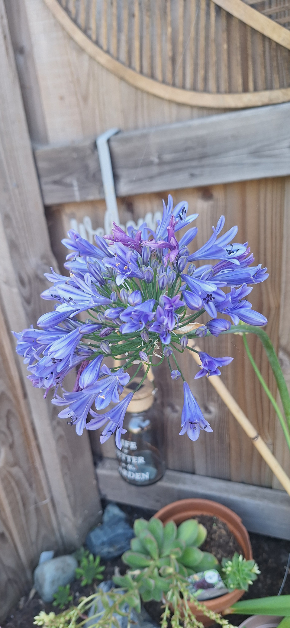 Few little flowers in garden. Passion flower on the wheel, budding lovely.  Agapanthus, himilayan honeysuckle,  daisy's.