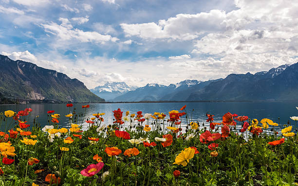 Spring on Switzerland 🌻🌺🌸🌼🌷🦋